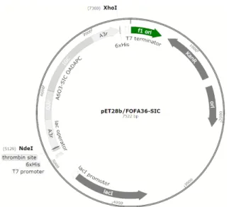 Fig. 3. The expression and purification of the recombinant FMDV proteins detected by SDS-PAGE.