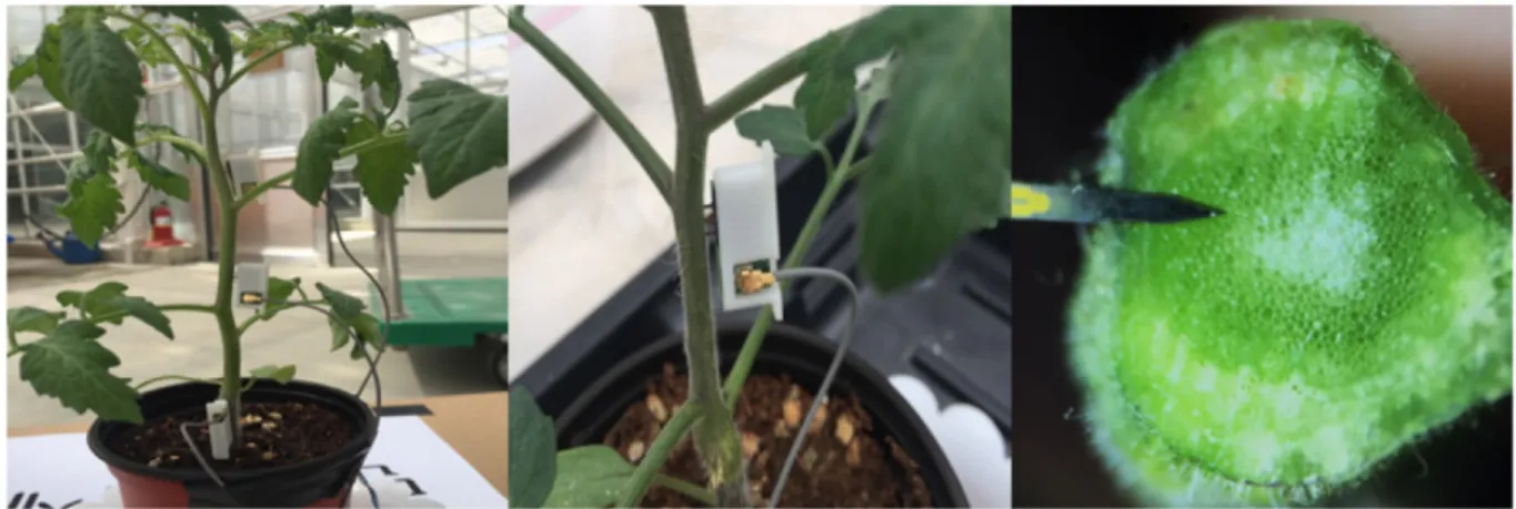 Fig. 1. Micro sap flow sensor in the tomato.