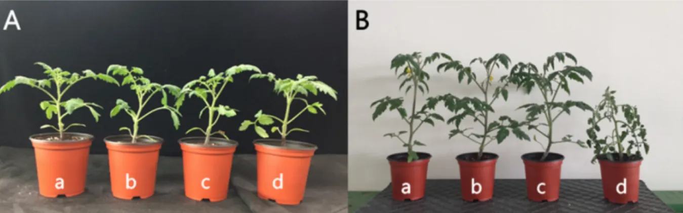 Fig. 3. Micro sap flow from of tomatoes 3 to 7 days after the inoculation with R. solanacearum.
