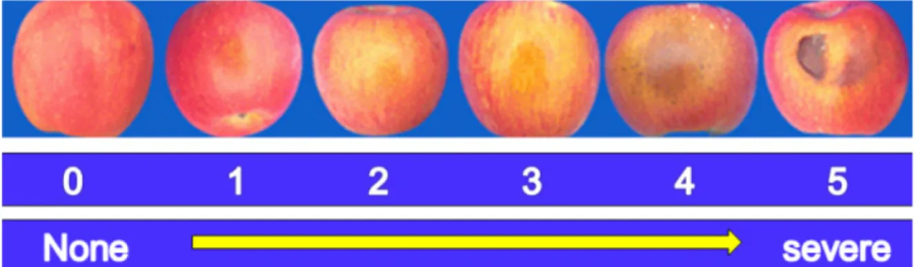 Fig. 4. Comparison of maximum (A) and minimum temperature (B), precipitation (C), and day light time length (D) during growing sea- sea-son
