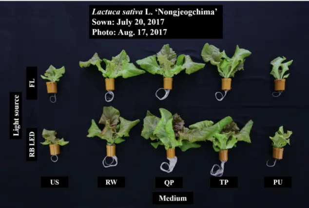 Fig. 3). 엽폭,  엽면적,  지상부와  지하부의  생체중과  건물 중이  광원,  배지에  따라  단독  또는  이들  요인간의  상호 작용에서  유의한  차이를  보였다