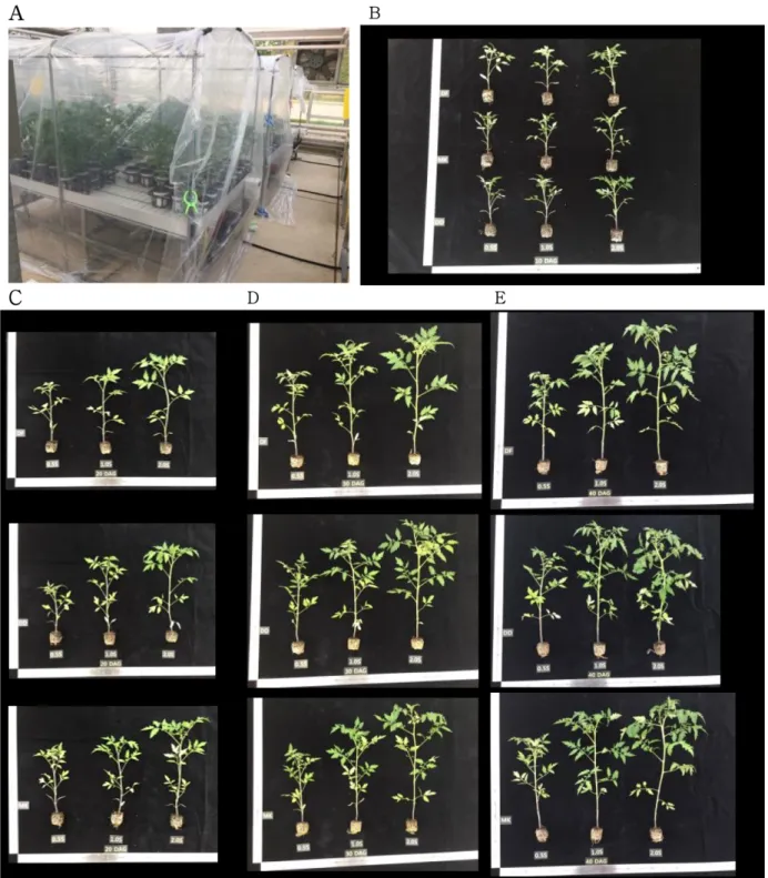 Fig. 1. Photo of small tunnel for night temperature in the nursery glass house (A), and the seedling growth of three kinds of tomatoes at 10 DAGT (B), 20 DAGT (C), 30 DAGT (D), and 40 DAGT (E) as affected by the strength of nutrient solution for fertigatio