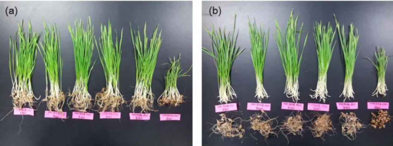 Fig. 2. Wheat sprout samples after growth experiment using randomized block design (RBD)