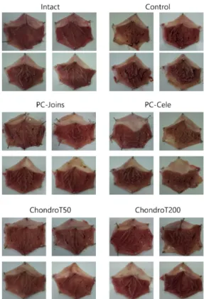 Fig.  10.  Effect  of  drug  administration  on  the  Hematoxylin-Eosin staining  (40×)