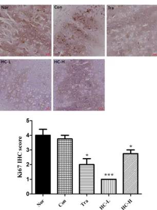 Fig.  13.  IHC  staining  with  ALP  in  rib  fracture  after  7  days. 