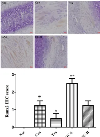Fig.  17.  IHC  staining  with  Runx2  in  rib  fracture  after  7  days. 