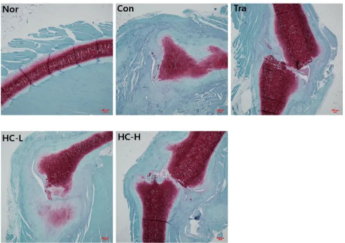 Fig.  9.  IHC  staining  with  TGF-β1  in  rib  fracture  after  7  days.