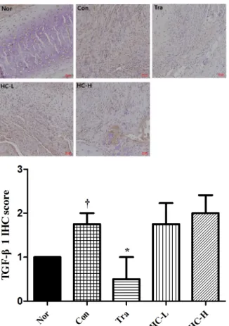 Fig.  11.  IHC  staining  with  Ki67  in  rib  fracture  after  7  days.