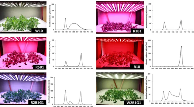 Fig. 4. Stem length, root length, leaf length and width, shoot and root fresh weights, and shoot and root dry weights of Nasturtium officinale grown under the different nutrient solution, Otsuka House 1A (OTS), Netherland’s Proefstaion voor Bloemisterij en