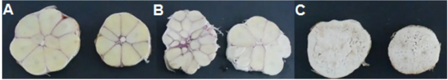 Fig. 4. The cross sections of bulbs of garlic grown for 193 days in ambient+6 o C air temperature under optimal irrigation treatment