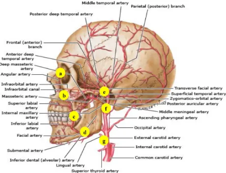 Fig.  3.  Acupoints  on  the  pathways  of  external  carotid  artery.  Reproduced  with  permission  from  Uflacker  R