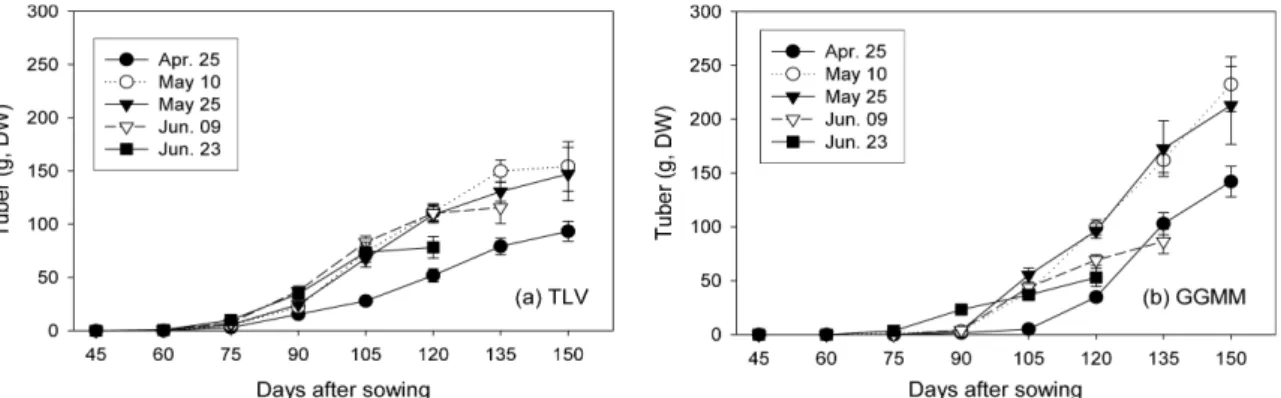 Fig. 3. Changes on dry matter production in tuber of yam bean by different sowing dates