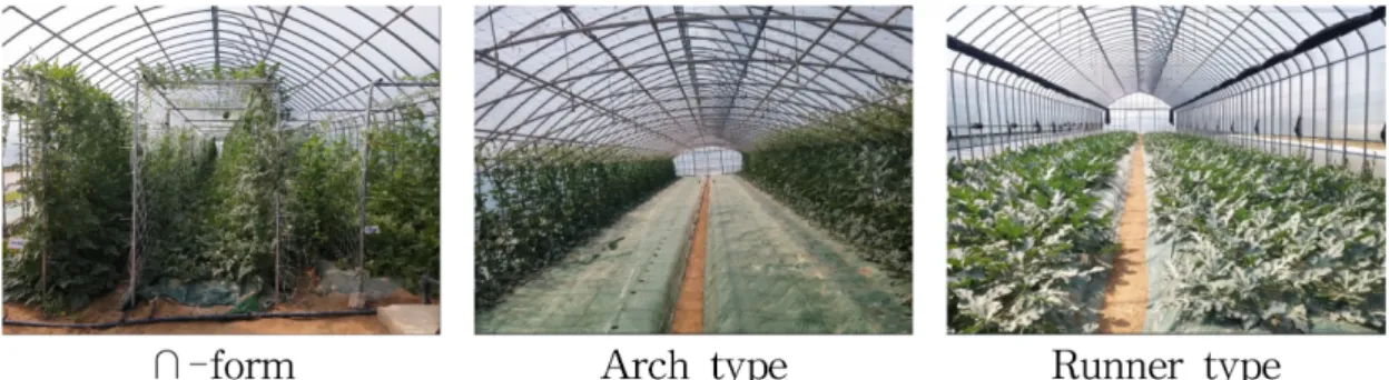 Fig. 1. Cultivation types of mini watermelon, ‘Minimi’ in 30 days after planting.