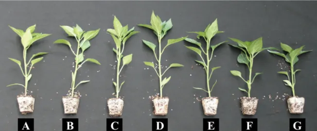 Table 4. Influence of various amounts of nitrogen incorporated as pre-planting fertilizer into the mixed medium of coir dust, peatmoss, and perlite with the volume ratios of 35, 35, and 30%, respectively, on the tissue nutrient contents of hot pepper plug 
