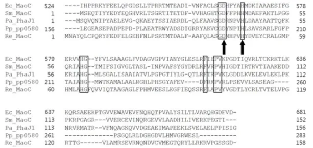 Fig. 2. Metabolic pathways for MCL-PHA biosynthesis in recombinant E. coli strain through fatty acid b-oxidation pathway