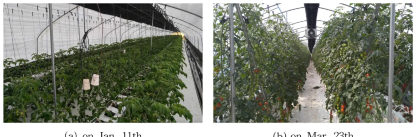 Fig. 1. The picture of an experimental greenhouse.