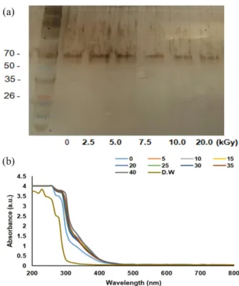 Fig. 1. Effect of gamma-irradiated sericin protein on electrophoretic pattern (a) and absorbance spectrum (b).