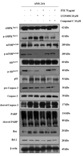 Fig. 5. PTE induces apoptosis through the Akt- and AMPK- AMPK-dependent pathway. PTE, LY294002 and compound C effects on (p)mTOR, (p)Akt, (p)AMPK, p53, pro3, cleaved  caspase-3, Bcl-2, cleaved-PARP, Bax and  β-actin