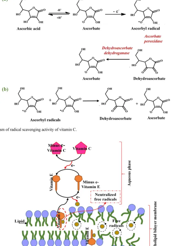 Fig. 4. Regeneration of vitamin E (tocopherol) by vitamin C.