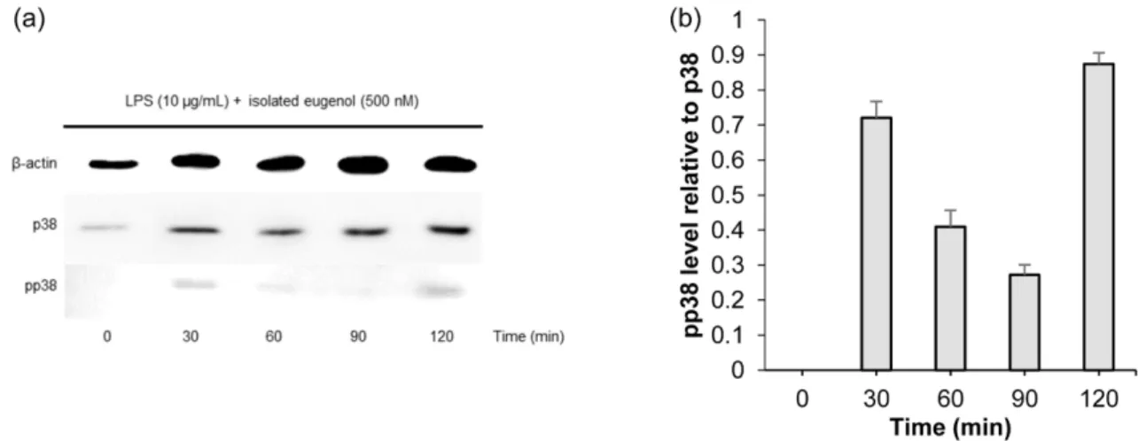 Fig. 6. Western blot analysis of time-dependent p38 phosphorylation in VK2/E6E7 ATCC CRL-2616