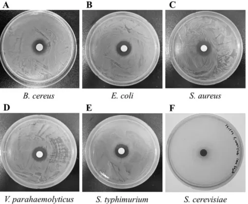 Fig. 1. Results of paper disc diffusion assay using culture medium by L. plantarum BG0001 against B