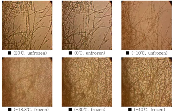 Fig. 3. Freezing process of Pyropia seriata in cryoprotectant at freezing rate –1.0 o C/min.