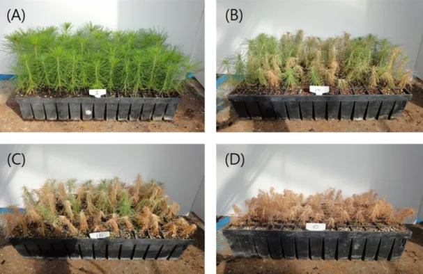 Fig. 2. Phenotypic response of P. densiflora seedlings by various irrigation cycles observed on Aug
