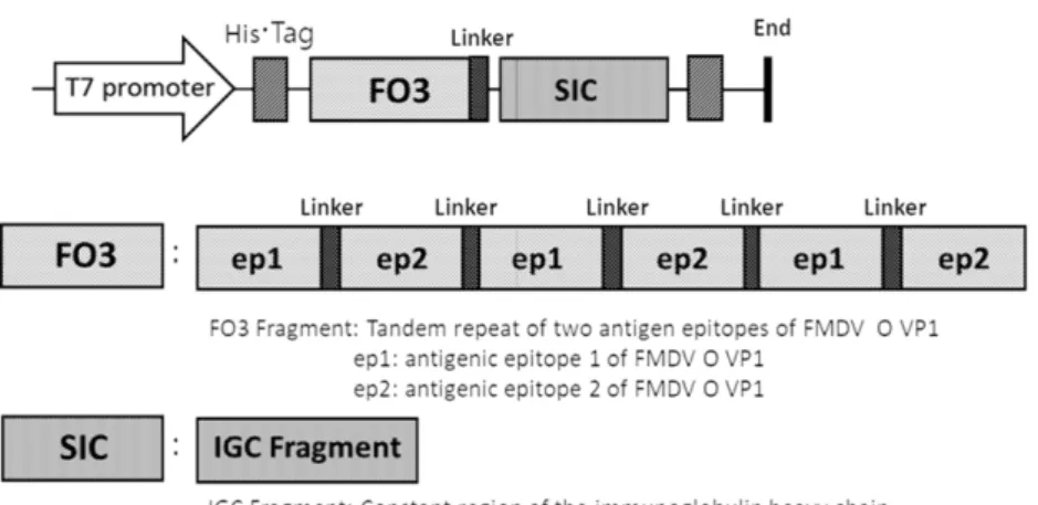 Fig. 2. Schematic diagram for construction of recombinant protein expression vector system.
