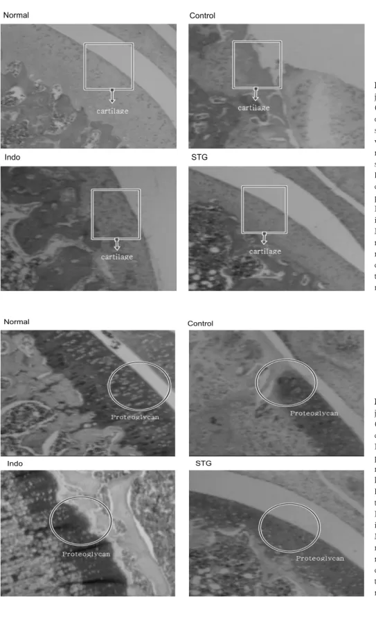 Fig.  15.  The  effects  of  SST  on  joint  in  pathological  observation  (Safranin-O  staining)  in   MIA-in-duced  osteoarthritis  rats