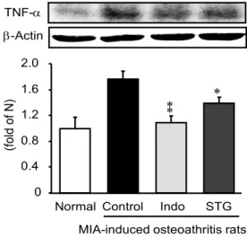 Fig.  13.  The  effects  of  SST  on  the  IL-6  protein  expression  in  MIA-induced  osteoarthritis  rats.