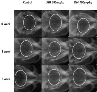 Fig.  19.  Effects  of  Joaguihwan   (JGH)  on  imaging  of  metopic  synostosis  using  X-ray  in  Skull  Fracture  Rat