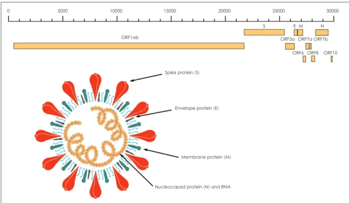 Fig. 1. Schematic structures of SARS-CoV-2 and its genome.