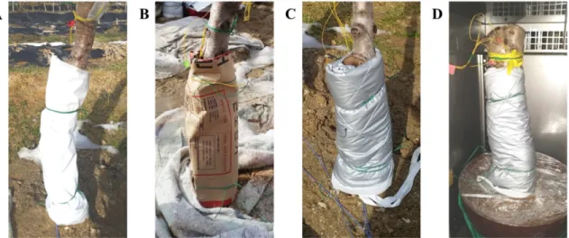 Fig. 1. A representative visual of 4-year-old ‘Janghowon Hwangdo’ peach trunks covered by different thermal insulation covering materi- materi-als in the field (A, B, C) and chamber (D) conditions