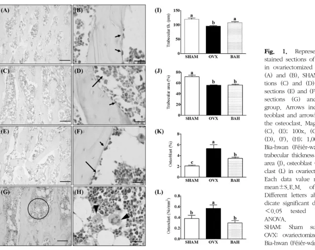 Fig.  1.  Representative  H&amp;E  stained  sections  of  femoral  neck  in  ovariectomized  rats