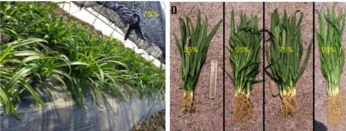 Table 4. Characteristics of plant height, no. of leaves, no. of branches, leaf width, root length, and root diameter according to different shading rates grown in greenhouse of Allium hookeri in 2015.