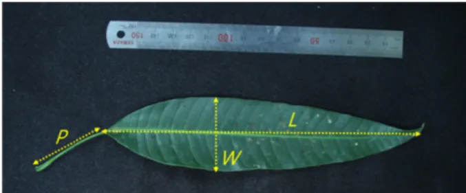 Fig. 1. Measurements of leaf length (L), leaf width (W), and petiole length (P) of Irwin mango leaves.