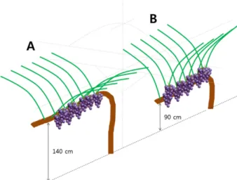 Fig. 1. Grapevine trellis in this experiment. A, Modified T (MT);