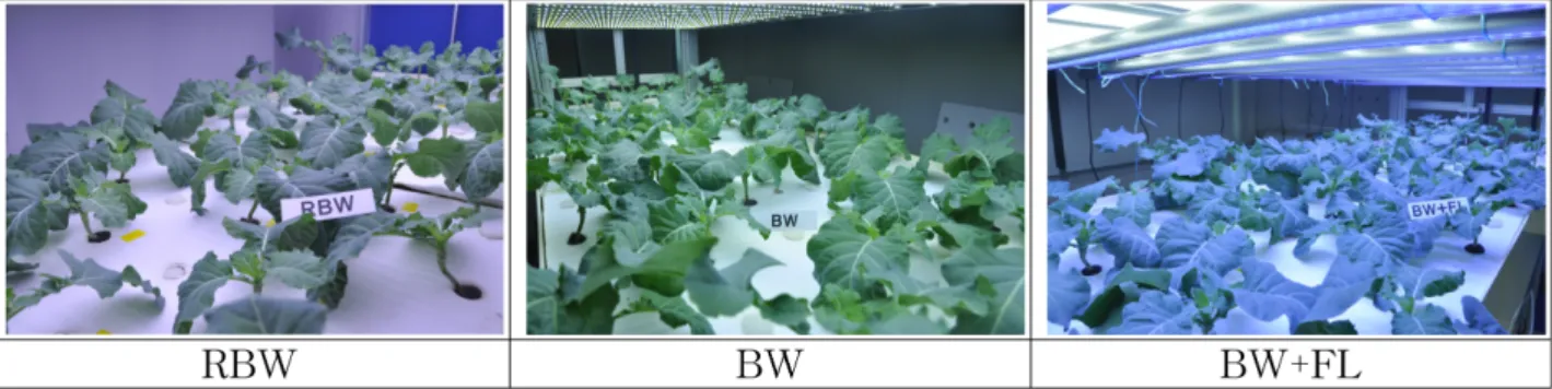 Fig. 1. Experimental scene of this study according to different artificial light sources of hydroponically grown kale in plant factory.