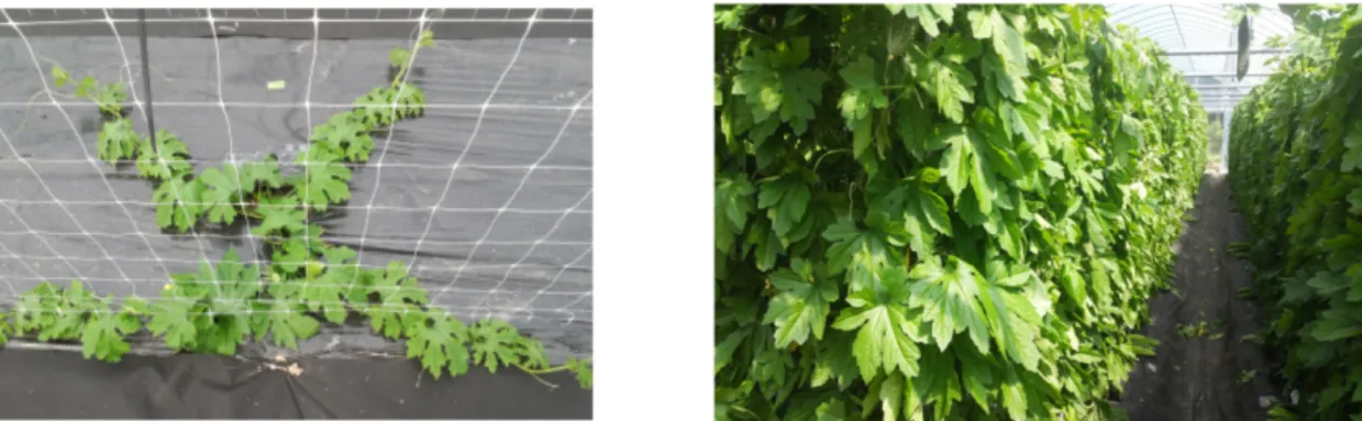 Table 3. Effect of planting date on the growth of bitter gourd. Investigation date was October 20, 2015