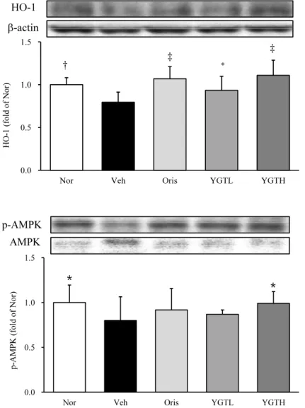 Fig.  13.  The  effects  of  YGT  on  the  HO-1  protein  expression  in  high  fat  diet  fed  mice.
