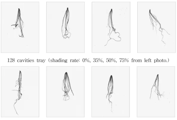 Fig. 1. Root images of A. thunbergii seedlings by container volume and shading rates.