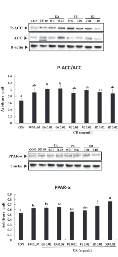 Fig.  7.  Effects  of  essential  oil  from  Cnidii  Rhizoma  (CR)  on  peroxisome  proliferator-activated  receptor-α (PPAR-α) protein expression in 3T3-L1 adipocytes