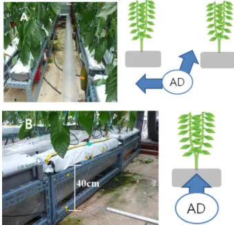 Fig. 1. The air duct (AD) was laid either within the greenhouse pas- pas-sage adjacent the substrate slab (A), or within the space  under-neath the slab (B) for lowering temperature of slabs located at 40cm above the floor