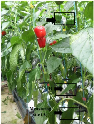 Fig. 2. Temperature measurement of the root zone (A) and leaf temperature at a height of 100cm (B) and 200cm (C) above the floor in a greenhouse.