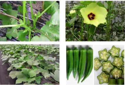 Table 2. Effects of pinching time on the number of fruit and mar- mar-ketable yield of okra.
