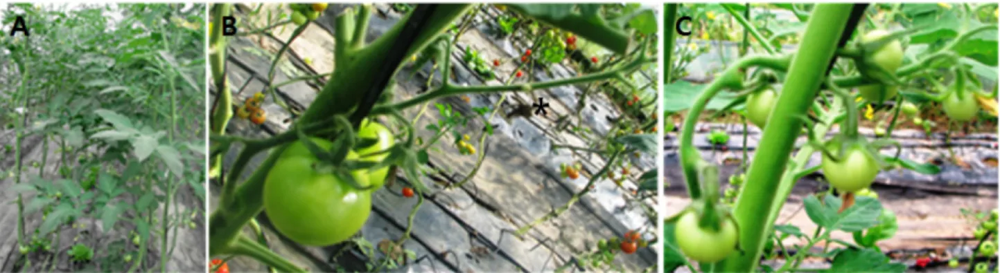 Fig. 1. The application of growth regulators on fruit set in tomato cv. ‘Adoration’ under the plastic house, Hwacheon