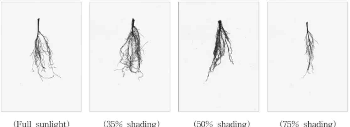 Table 5. Root morphological traits of P. brachycarpa seedlings by shading treatments.