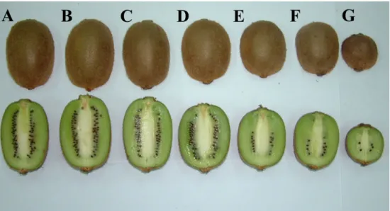 Fig. 4. Representation of fruit shape and seed development of ‘Hayward’ kiwifruit as affected by pollination time
