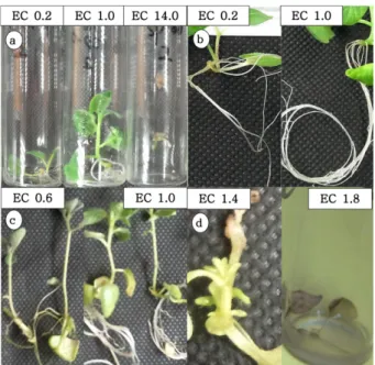 Table 2. Effect of nutrient solution levels on growth and rooting of potato plantlet at 18days after treatment.
