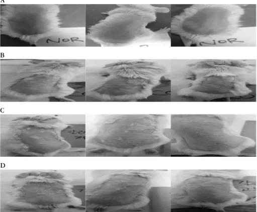 Fig. 9. The observation of ear and dorsum skin
